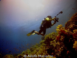 UW Photographer @ Jackson Reef's Coral Garden,
Tiran Str... by Adolfo Maciocco 